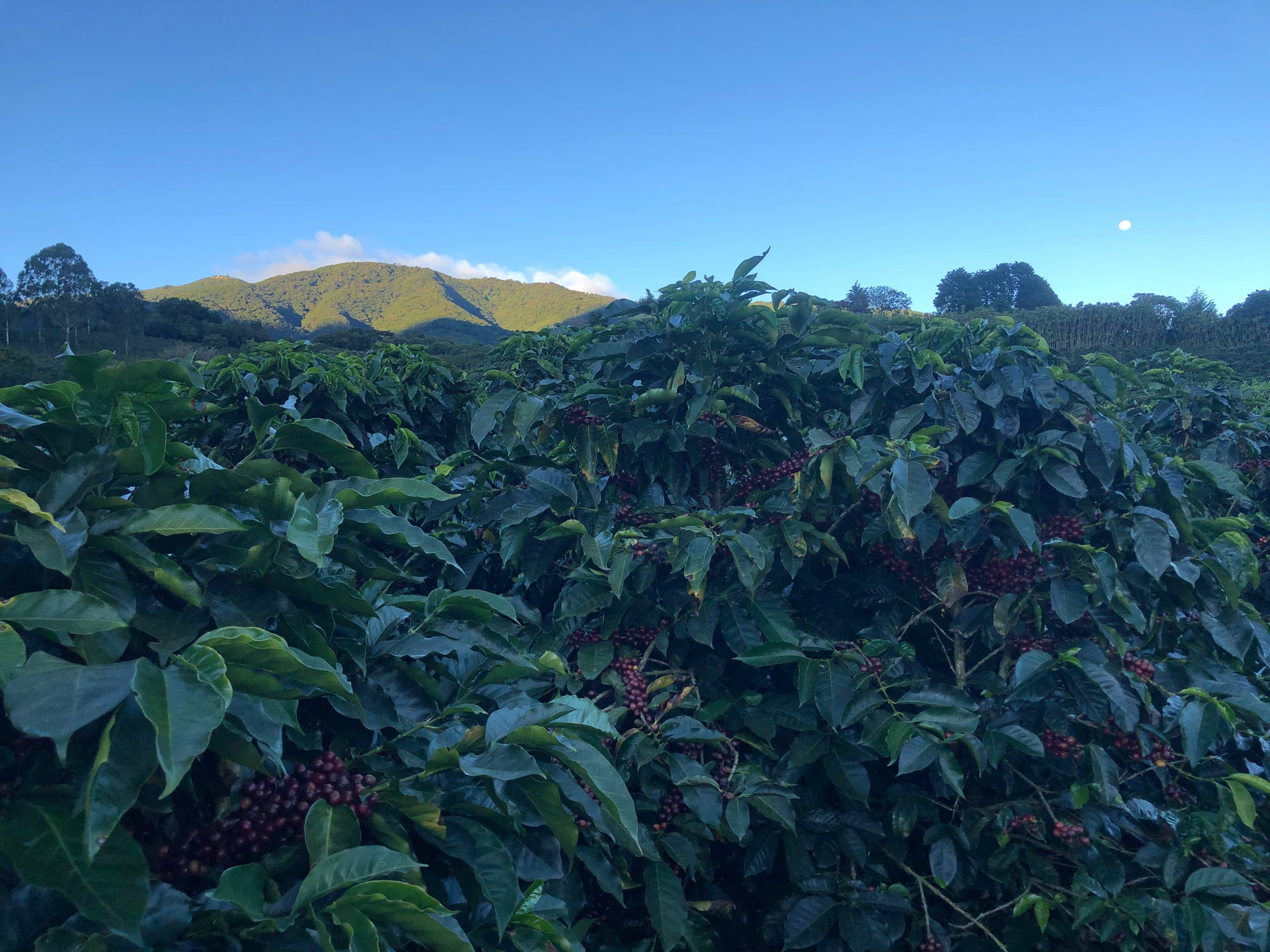 Volcan Azul - Washed Field Blend - Costa Rica