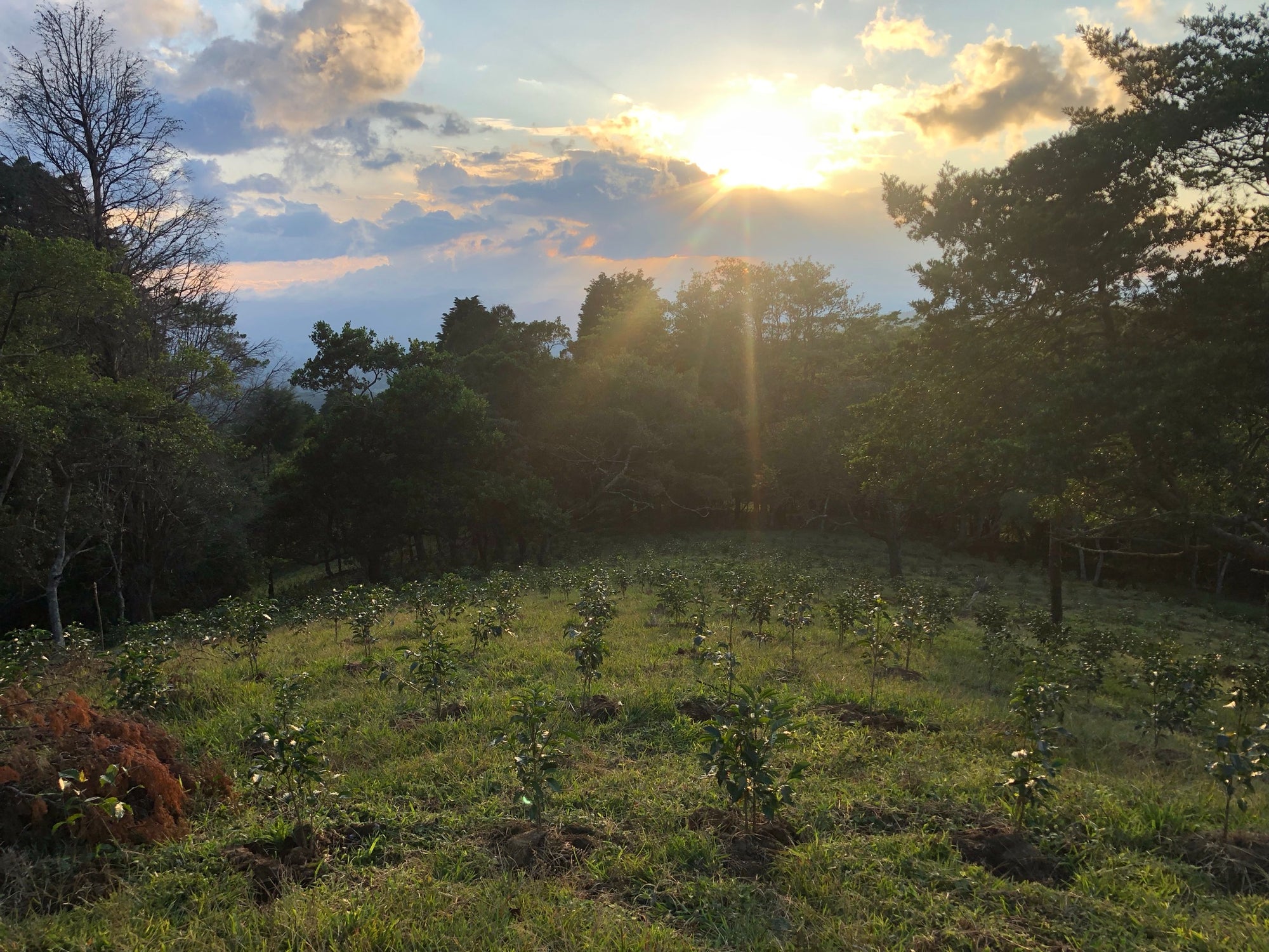 Volcan Azul - Washed Field Blend - Costa Rica
