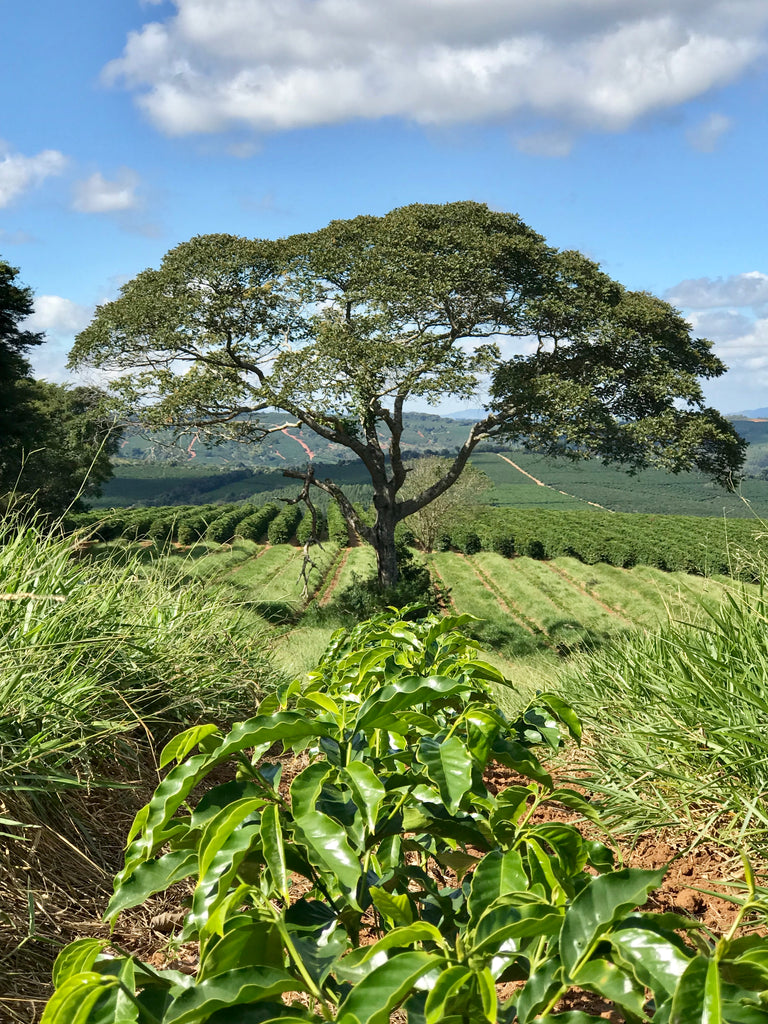 90's Keanu - Yellow Bourbon, Pulped Natural, Brazil